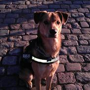 Blanding af racer Bubbi