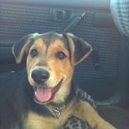 Blanding af racer Bubbi