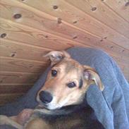 Blanding af racer Bubbi