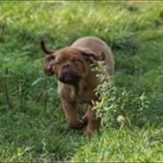 Dogue de bordeaux Girly Gangster