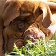 Dogue de bordeaux Girly Gangster