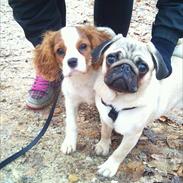 Cavalier king charles spaniel Mollie