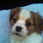 Cavalier king charles spaniel Mollie