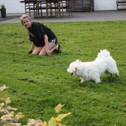 Coton de tulear Oscar Kenzo