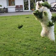 Coton de tulear Oscar Kenzo
