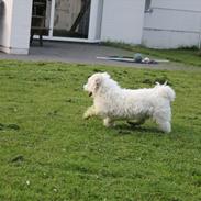 Coton de tulear Oscar Kenzo