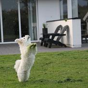Coton de tulear Oscar Kenzo