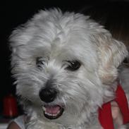 Coton de tulear Oscar Kenzo