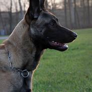 Malinois Malthe (Søholm's Funny Boy)