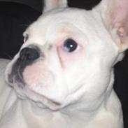 Fransk bulldog Bertha