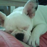 Fransk bulldog Bertha