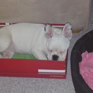 Fransk bulldog Bertha