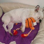 Fransk bulldog Bertha