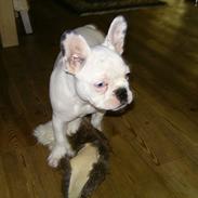 Fransk bulldog Bertha