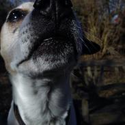 Dansk svensk gaardhund Balder