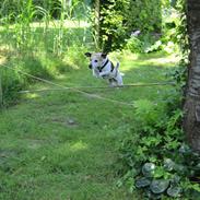 Dansk svensk gaardhund Balder