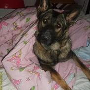 Schæferhund Zenta
