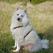 Japansk spids Grazy Daisy - R.I.P. :'( <3