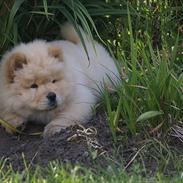 Chow chow Nin-T'sun Cooper De La Creme