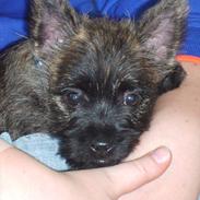 Cairn terrier Gizmo