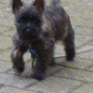 Cairn terrier Gizmo