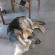 Schæferhund Bella