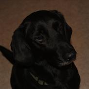 Blanding af racer Sam