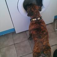 Blanding af racer Tiger - Fransk bulldog / mops