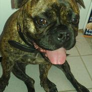 Blanding af racer Tiger - Fransk bulldog / mops