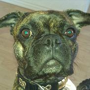 Blanding af racer Tiger - Fransk bulldog / mops