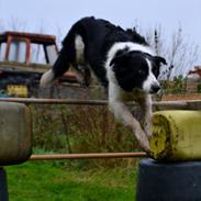 Border collie | Sitka