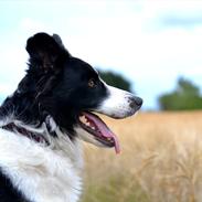 Border collie | Sitka