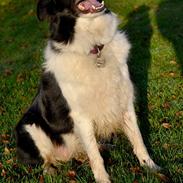 Border collie | Sitka
