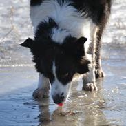 Border collie | Sitka