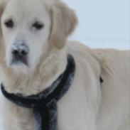 Golden retriever Lulu