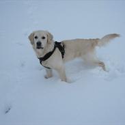 Golden retriever Lulu
