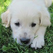 Golden retriever Lulu
