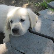 Golden retriever Lulu