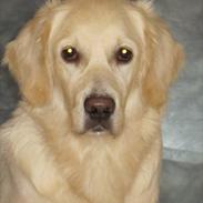 Golden retriever Lulu