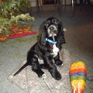 Cocker spaniel Viggo