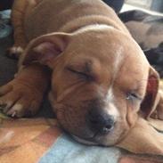 Staffordshire bull terrier Gry