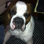 Olde english bulldogge Bodie