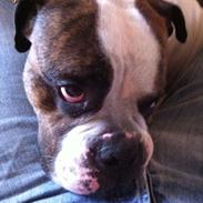 Olde english bulldogge Bodie