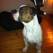 Olde english bulldogge Bodie