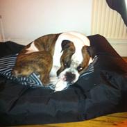 Olde english bulldogge Bodie