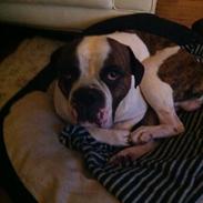 Olde english bulldogge Bodie