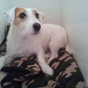 Jack russell terrier Zille