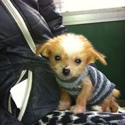 Blanding af racer Tinkerbell