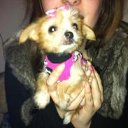 Blanding af racer Tinkerbell