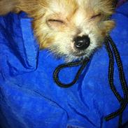 Blanding af racer Tinkerbell